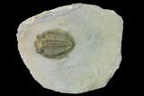 Tower Eyed Erbenochile Trilobite - Top Quality! #160887-5